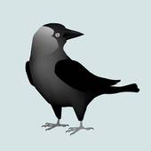 Jackdaw clipart #10, Download drawings