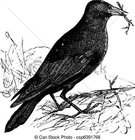 Jackdaw clipart #19, Download drawings