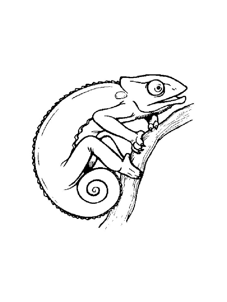 Jackson's Chameleon coloring #5, Download drawings