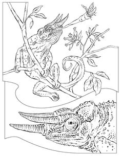 Jackson's Chameleon coloring #2, Download drawings
