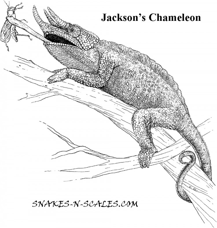 Jackson's Chameleon coloring #20, Download drawings