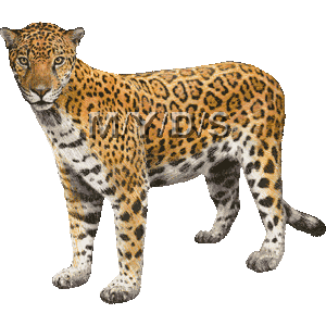 Jaguar clipart #5, Download drawings
