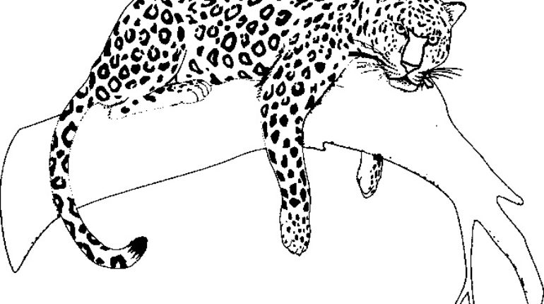 Jaguar coloring #14, Download drawings