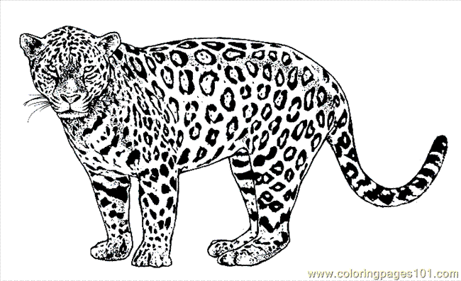 Jaguar coloring #4, Download drawings