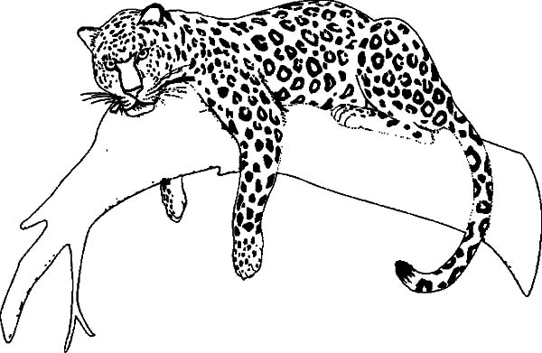 Jaguar coloring #17, Download drawings
