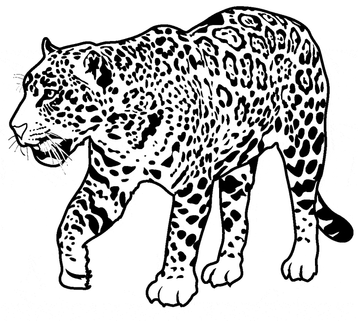 Jaguar coloring #6, Download drawings