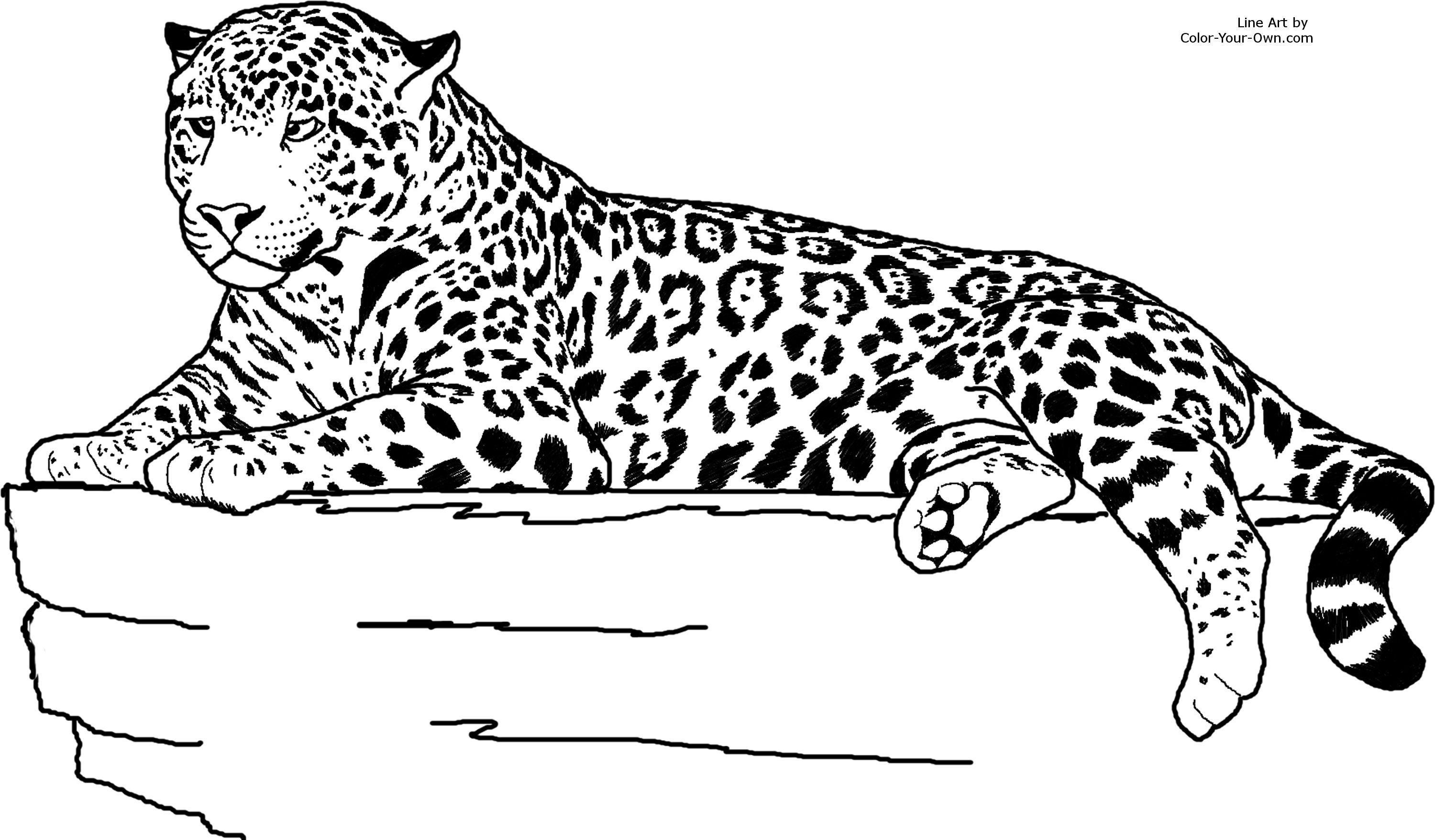 Jaguar coloring #3, Download drawings
