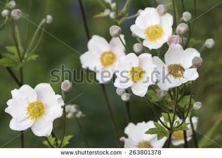 Japanese Anemone clipart #20, Download drawings