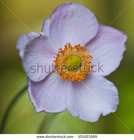 Japanese Anemone svg #8, Download drawings