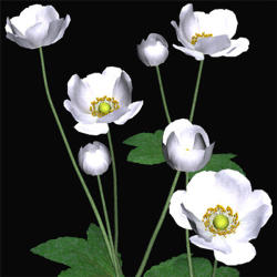 Japanese Anemone svg #2, Download drawings