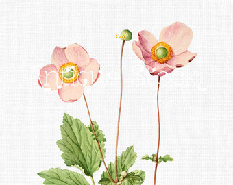Japanese Anemone svg #18, Download drawings