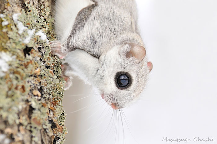 Japanese Dwarf Flying Squirrel svg #9, Download drawings