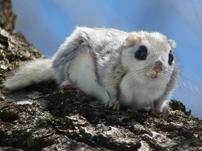 Siberian Flying Squirrel svg #2, Download drawings