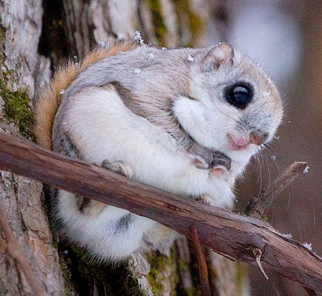 Siberian Flying Squirrel svg #8, Download drawings