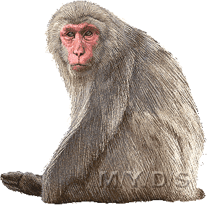 Japanese Macaque clipart #6, Download drawings