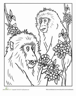 Japanese Macaque coloring #13, Download drawings