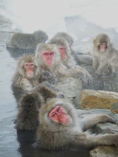 Japanese Macaque svg #5, Download drawings