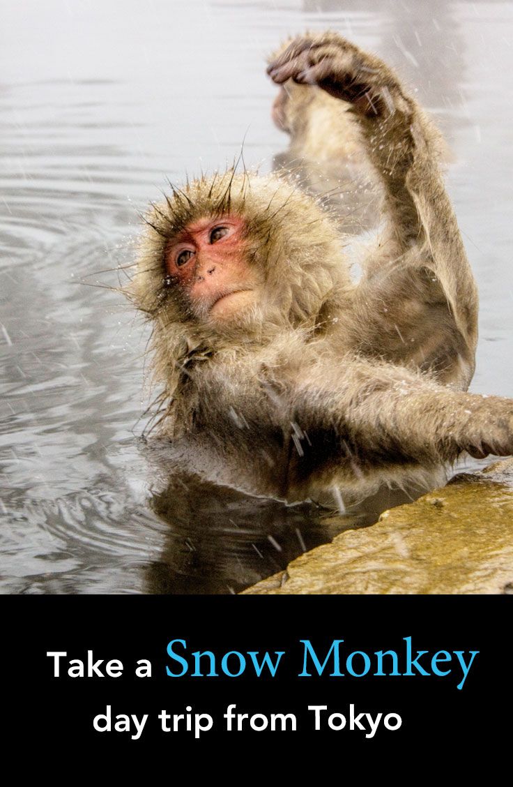 Japanese Macaque svg #1, Download drawings