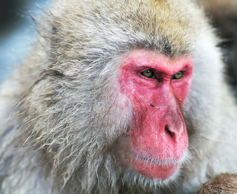 Japanese Macaque svg #7, Download drawings