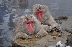 Japanese Macaque svg #13, Download drawings