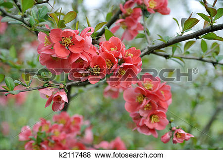 Japanese Quince clipart #7, Download drawings