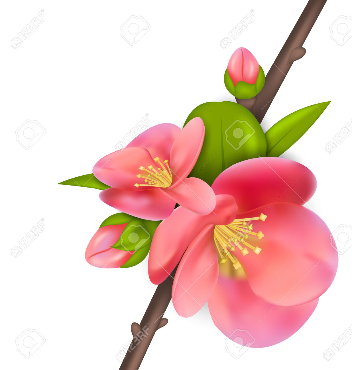 Japanese Quince clipart #15, Download drawings