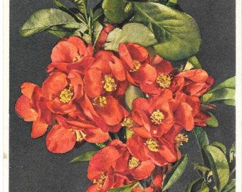 Japanese Quince coloring #7, Download drawings