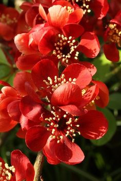 Japanese Quince coloring #11, Download drawings