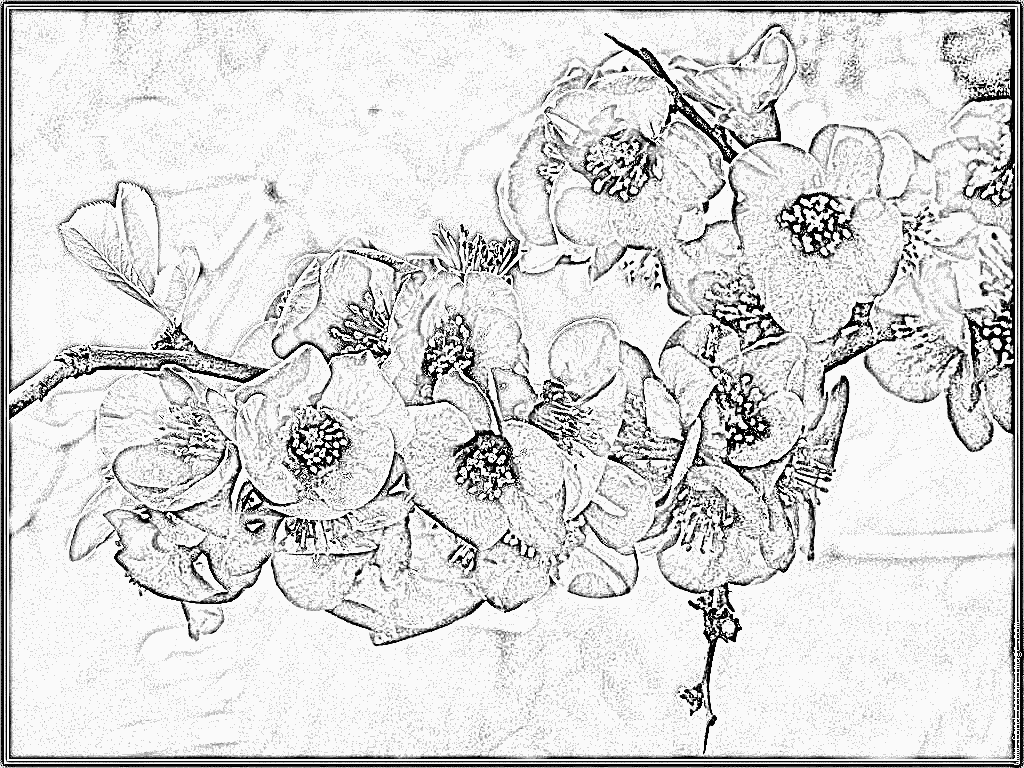 Japanese Quince coloring #17, Download drawings