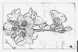 Japanese Quince coloring #3, Download drawings