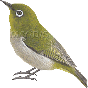 Japanese White-eye clipart #15, Download drawings