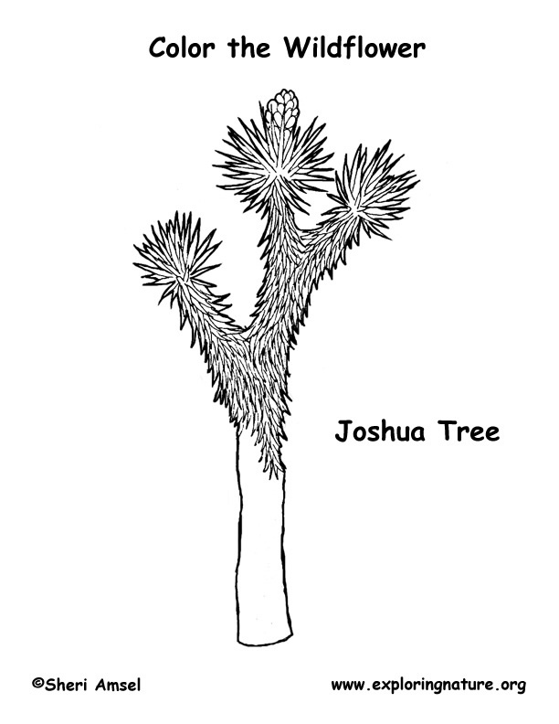 Joshua Tree coloring #15, Download drawings