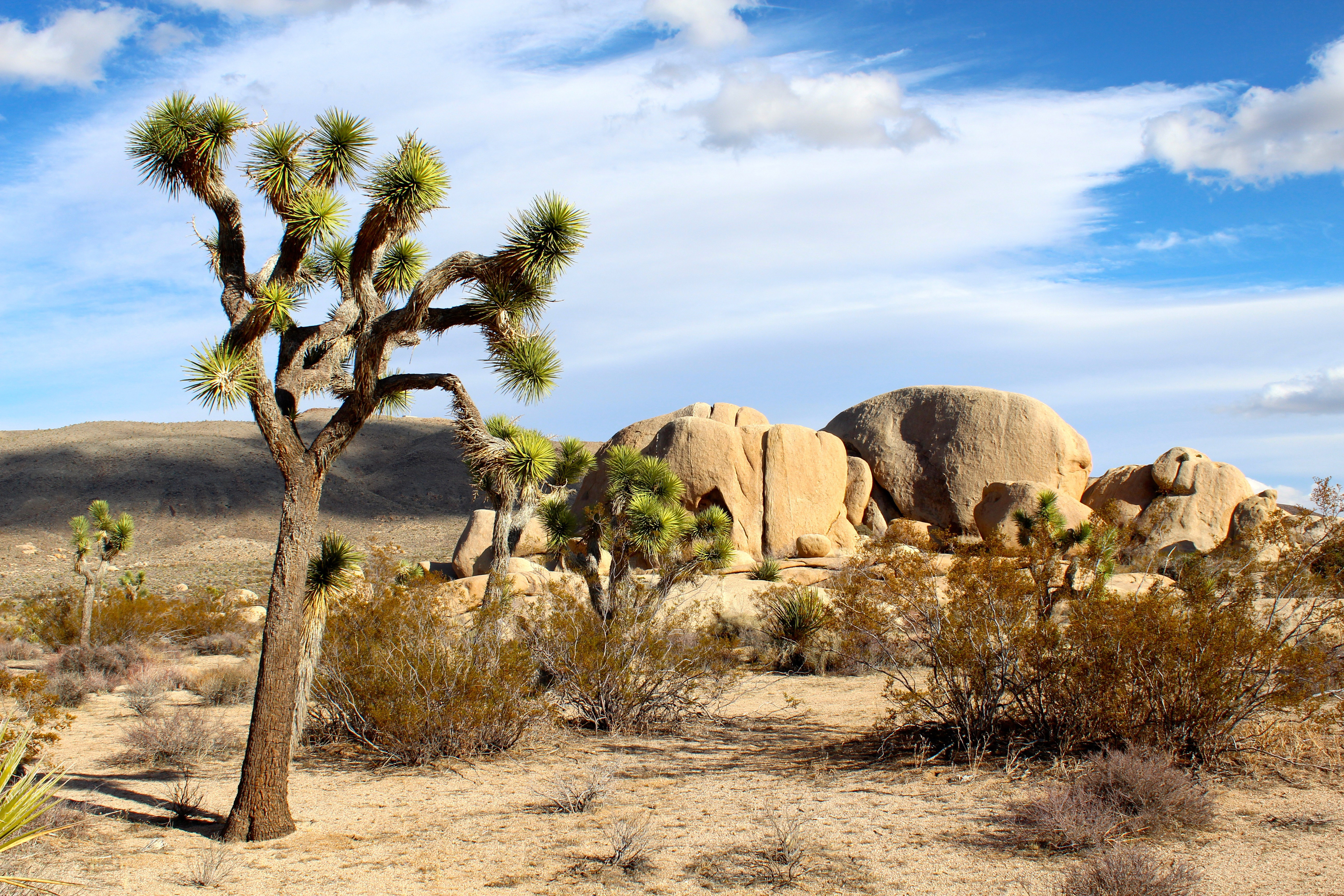 Joshua Tree National Park clipart #15, Download drawings