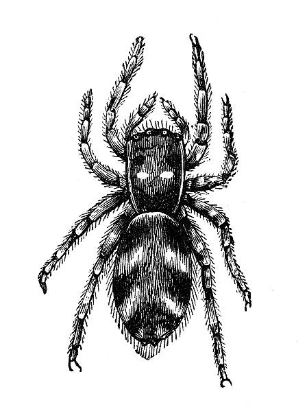 Jumping Spider clipart #5, Download drawings