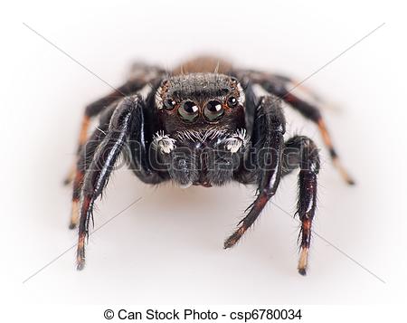 Jumping Spider clipart #17, Download drawings