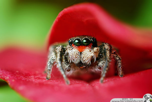 Jumping Spider svg #12, Download drawings