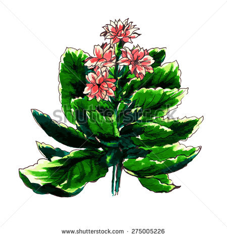 Kalanchoe clipart #14, Download drawings