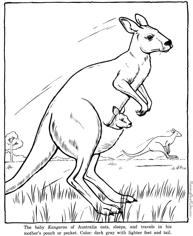 Kangaroo coloring #16, Download drawings