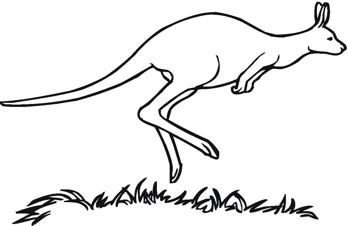 Kangaroo coloring #3, Download drawings