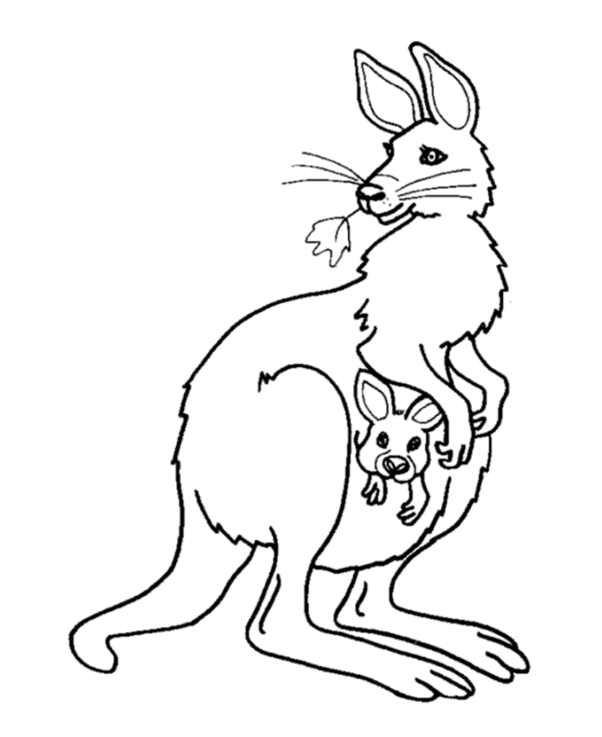 Kangaroo coloring #4, Download drawings