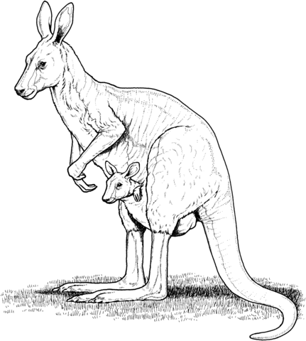 Kangaroo coloring #13, Download drawings