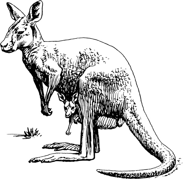 Kangaroo svg #18, Download drawings