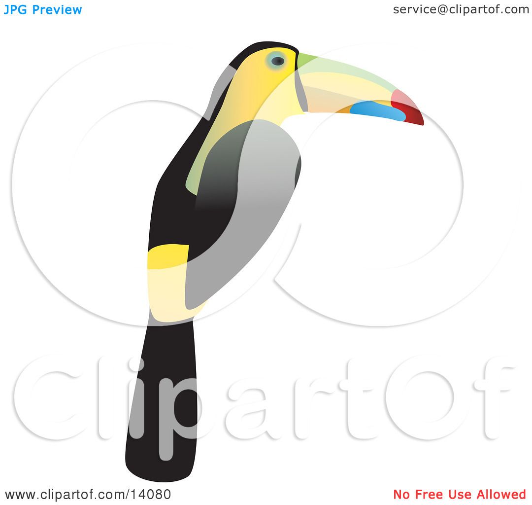 Keel-billed Toucan clipart #16, Download drawings