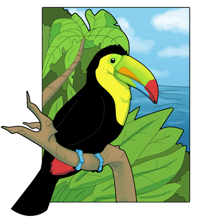 Keel-billed Toucan clipart #9, Download drawings