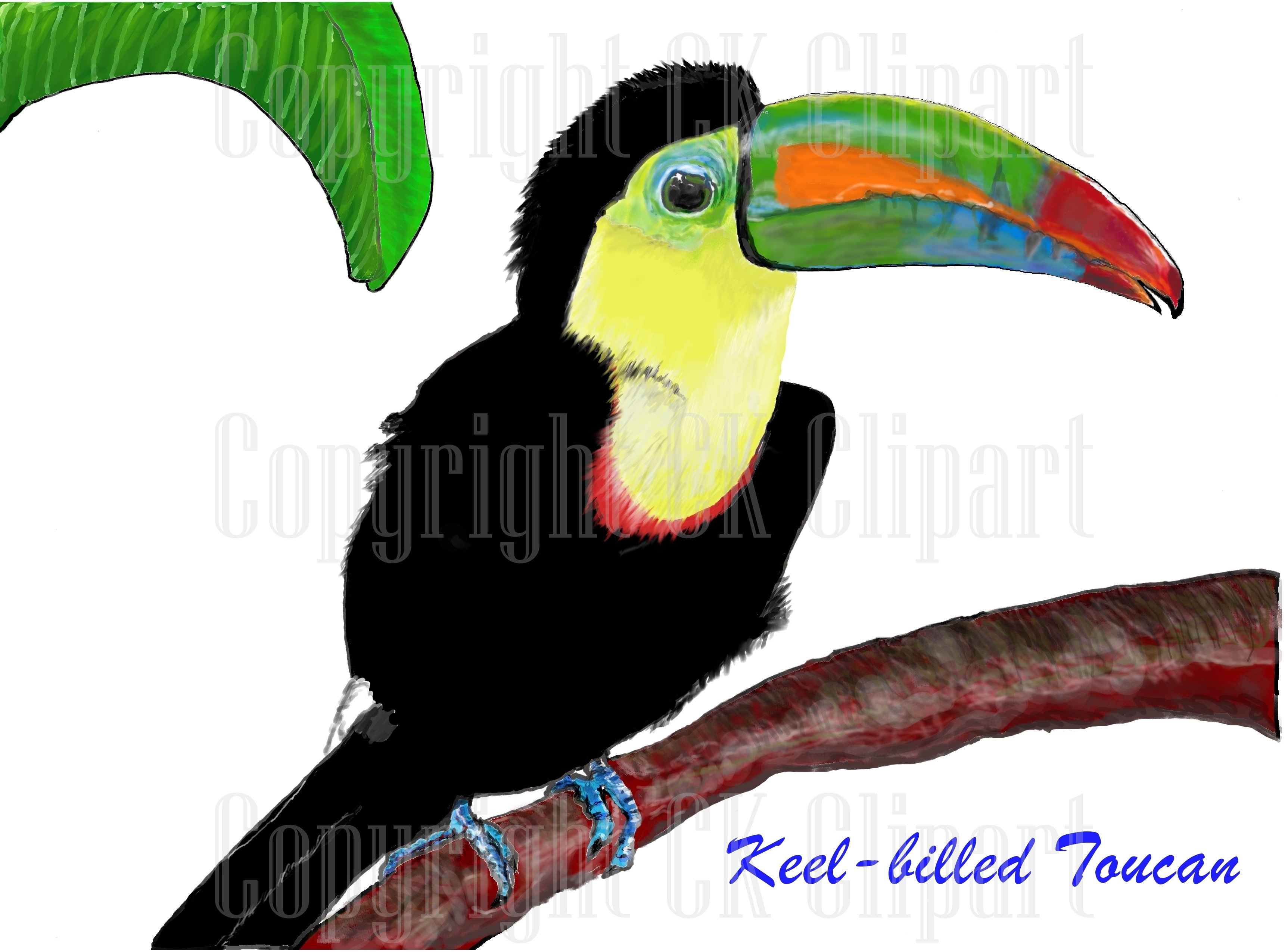 Keel-billed Toucan clipart #11, Download drawings