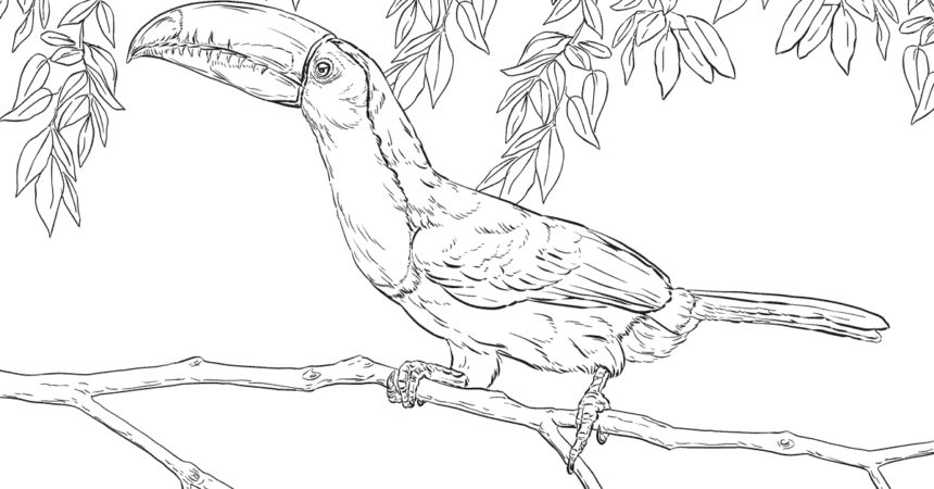 Keel-billed Toucan coloring #13, Download drawings