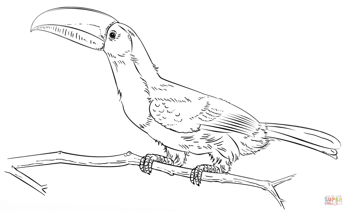 Keel-billed Toucan coloring #8, Download drawings