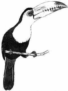 Keel-billed Toucan coloring #20, Download drawings