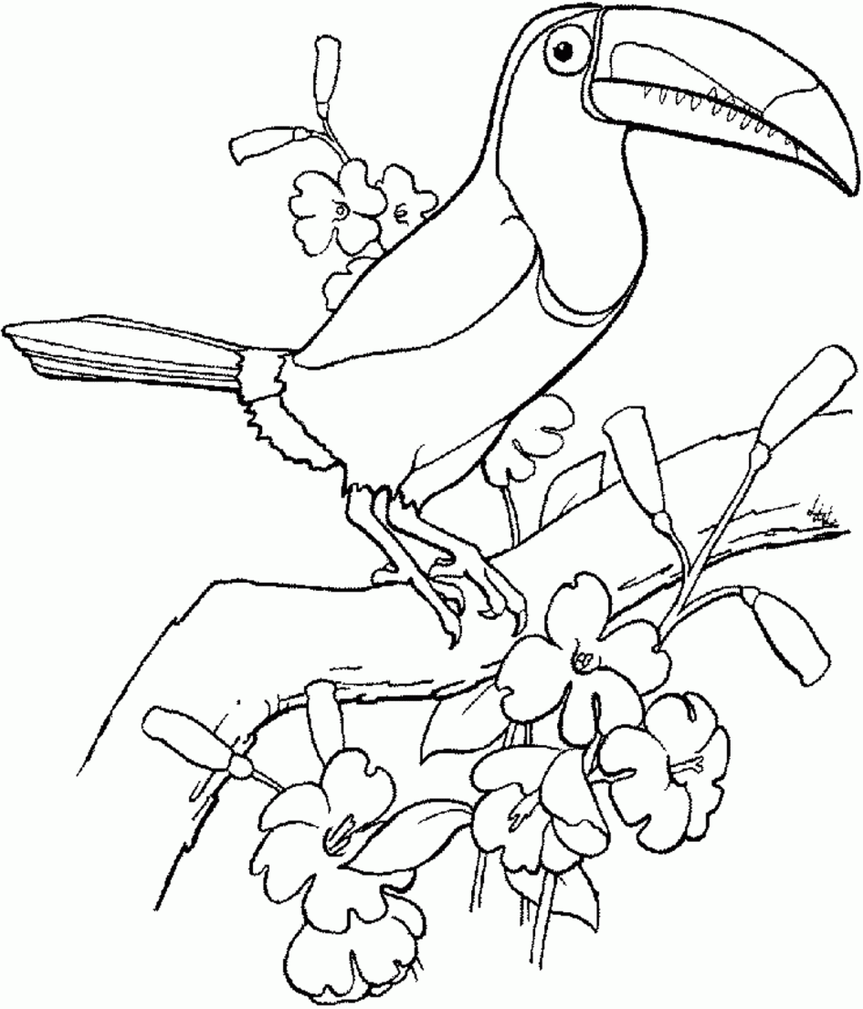 Toucan coloring #17, Download drawings