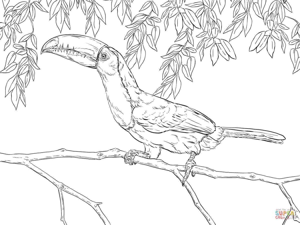 Keel-billed Toucan coloring #9, Download drawings